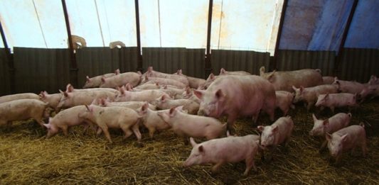 Traces of African Swine Fever Detected in Russia
