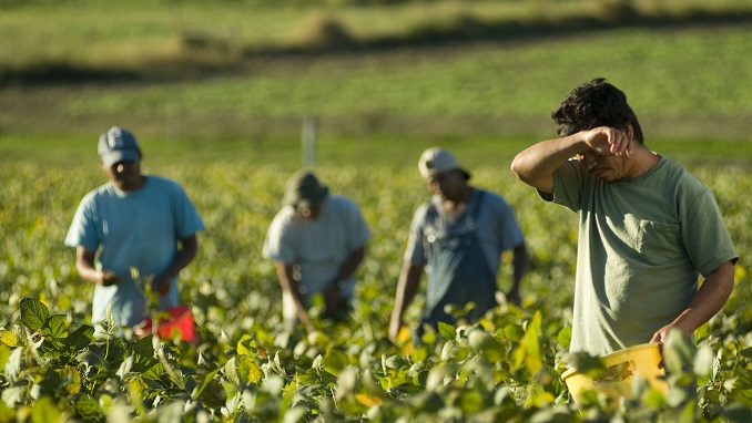 keres egy farmer férfi)