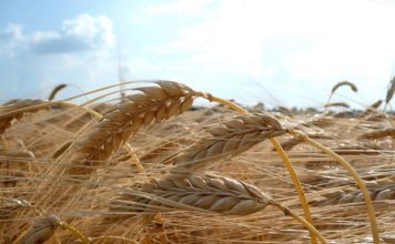 Russia Expects Wheat Harvest of Up to 80mn Tons