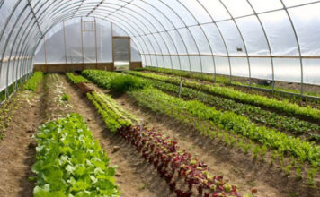 Greenhouses Are Russian Agriculture’s Most Profitable Sector, Study Shows