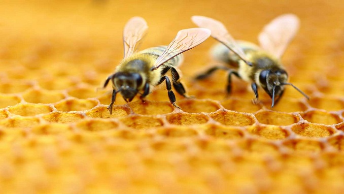 Pesticide Causes Mass Death Of Bees In Russia