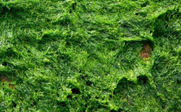 Arkhangelsk Region to Make Algae with Norwegian Help