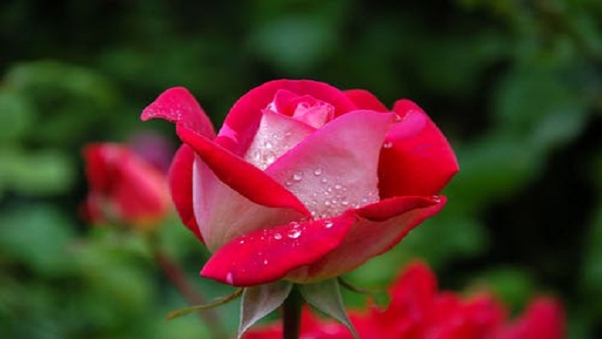 Russian Rose Garden