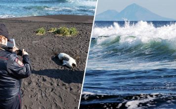 Investigative Committee Launches Probe into Far East Seawater Pollution